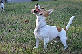 Fedele e gioioso_51